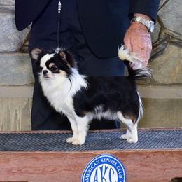 Duke - Chihuahua