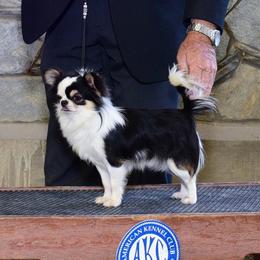 Duke - Chihuahua