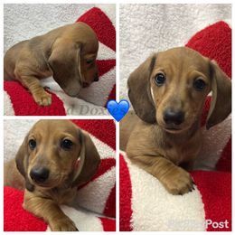 Pugsley - Cream male Dachshund puppy in Havana, Florida from Dotted Doxies