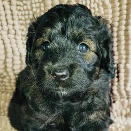 Dragonfly - Black female Goldendoodle puppy in Beecher, Illinois from Erica’s Doodles