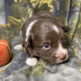 Jack Skellington - Liver and white male American Corgi puppy in Grants Pass, Oregon from KnR Antler Dogs