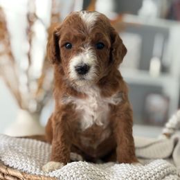 Bourbon - Red  male Goldendoodle puppy in Brooksville, Florida from Abby’s Standard Goldendoodles