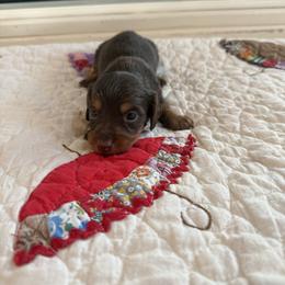 Will - Chocolate and tan male Dachshund puppy in Cabool, Missouri from Hidden Valley Farms