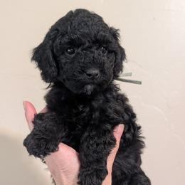 Mint Girl - black - Black female Whoodle puppy in Kalispell, Montana from Countryman Whoodles