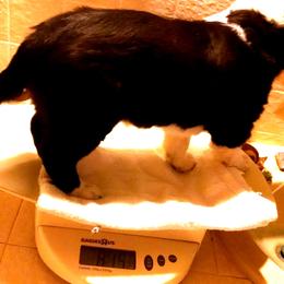 English Shepherd Puppies from Yellow Wolf Farm