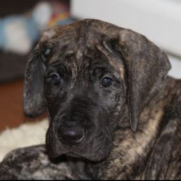 Great Dane Puppies from Daynakin Great Danes LLC