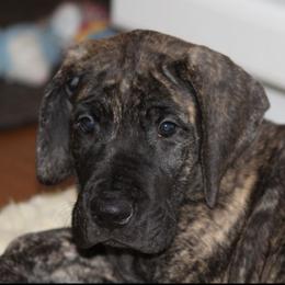 Great Dane Puppies from Daynakin Great Danes LLC