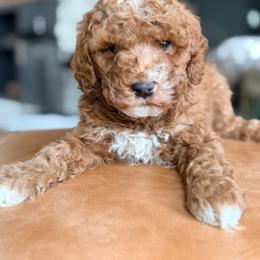 Red collar - Red male Bernedoodle puppy in Fort Wayne, Indiana from Crimson Curl Doodles