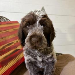 Stark-(Ironman) - Chestnut and gray male Wirehaired Pointing Griffon puppy in Grangeville, Idaho from Happy Hollow Griffons