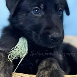 German Shepherds from Mcintire German Shepherds