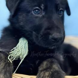German Shepherds from Mcintire German Shepherds