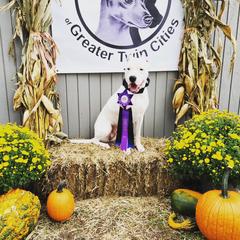 Hel - Dogo Argentino