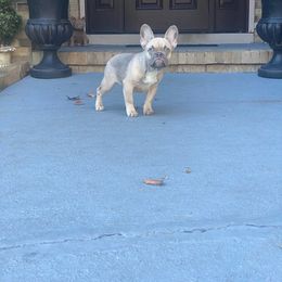 Boy 3 - Tricolors French Bulldog puppy in New Jersey from Couture_frenchies