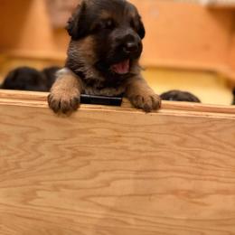 Mint collar - Black and red female German Shepherd puppy in Micanopy, Florida from Von Bourbon Shepherds