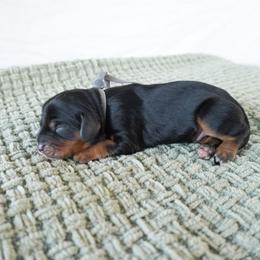 Grey Boy - Black and tan male Cavalier King Charles Spaniel puppy in Nampa, Idaho from Heart Mountain Cavaliers & Floating Feathers Kennel