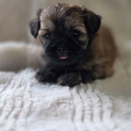 Truvy - Brown female Shichon puppy in Ronda, North Carolina from Willow River