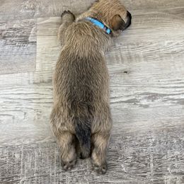 Joey (light blue collar) - Wheaten brindle male Cairn Terrier puppy in Seymour, Indiana from Doug Joray & Holly Hill Cairn Terriers