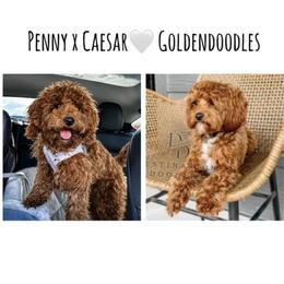 Goldendoodle puppies from Destination Doodles