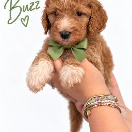 Buzz (Green) - Red  male Poodle puppy in Stuart Fl, Florida from Lincoln & Lady Co.