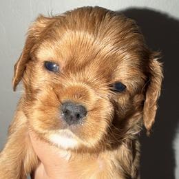 Ruby girl - Ruby female Cavalier King Charles Spaniel puppy in Queen Creek, Arizona from Andresen's Cavaliers