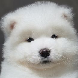 Samoyed Puppies from Snowshoe Samoyeds