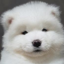 Samoyed Puppies from Snowshoe Samoyeds