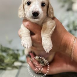 Dachshund Puppies from VOB Doxie