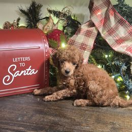 Cindy Lou - Red  female Poodle puppy in Statesboro, Georgia from Briar Creek Kennels