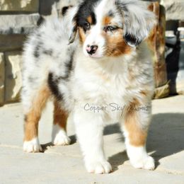 Australian Shepherd, Miniature American Shepherd, and Miniature Australian Shepherd Puppies from Copper Sky Aussies & Mini American Shepherds