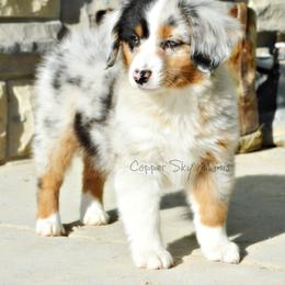 Australian Shepherd, Miniature American Shepherd, and Miniature Australian Shepherd Puppies from Copper Sky Aussies & Mini American Shepherds