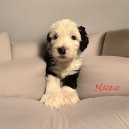 Old English Sheepdog Puppies from Midwest Puppy Paws