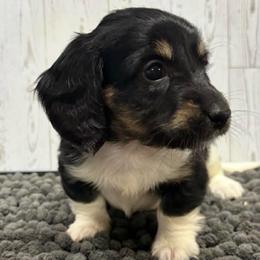 Mistletoe - Piebald female Dachshund puppy in Portsmouth, Ohio from Tygart Creek Dachshunds