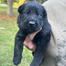 Red collar boy - Black male German Shepherd puppy in Lake City, Florida from Saylor Shepherds