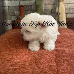 Sam - White male Morkie puppy in Taylorsville, North Carolina from Mountain Top Hot Tailz
