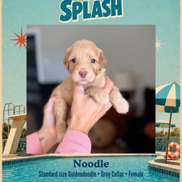Noodle - Dallas TX - 4,000 - Red  female Goldendoodle puppy in Garland, Texas from Twilight Doodles
