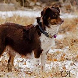 Nugget - Miniature Australian Shepherd