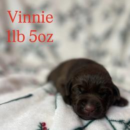 Vinnie - Chocolate male Labrador Retriever puppy in Puyallup, Washington from 12 Door Farm Labradors