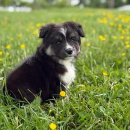 Baby boy - Black tri male Toy Australian Shepherd puppy in Nickelsville, Virginia from Pecan Creek