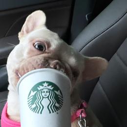 Sugar - French Bulldog