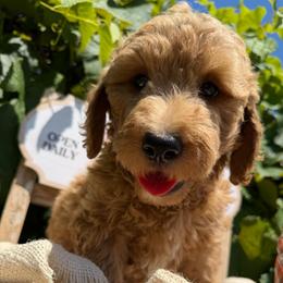 Swiss - Gold male Bordoodle puppy in Canfield, Ohio from Poo's Doo's & Inu's
