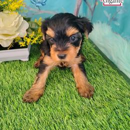 Miranda - Black and tan female Yorkshire Terrier puppy in California from Corazon de gigante