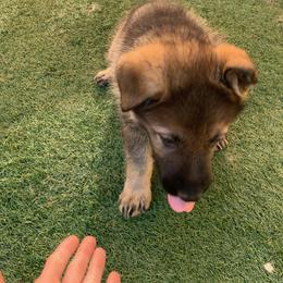 German Shepherd Puppies from Four Pines Ranch