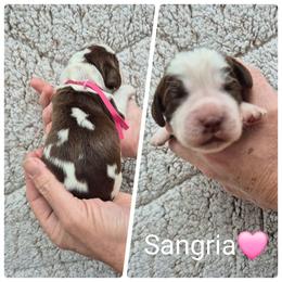 Sangria - Liver and white female English Springer Spaniel puppy in Freeland, Michigan from McNally's Springer Spaniels