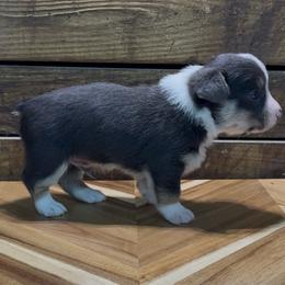 Boy 2 - Black and tan male Pembroke Welsh Corgi puppy in Guilford, Indiana from Manning Family Farm