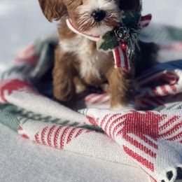 Goldendoodle Puppies from Parti Time Doods