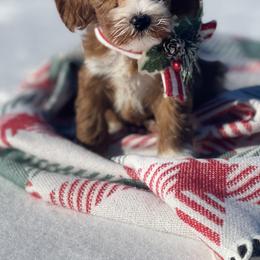 Goldendoodle Puppies from Parti Time Doods