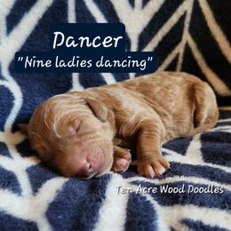 Dancer - Red female Bernedoodle puppy in Pollock Pines, California from Ten Acre Wood Doodles