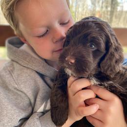 Tango Wool - Chocolate male Australian Labradoodle puppy in E Otis, Massachusetts from Tango Wool Labradoodles