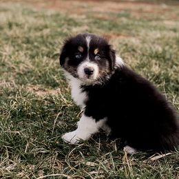 Australian Shepherd Puppies from Authentic Aussies