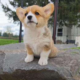Tahini - Sable male Pembroke Welsh Corgi puppy in Washington from Castle View Royal Rumps